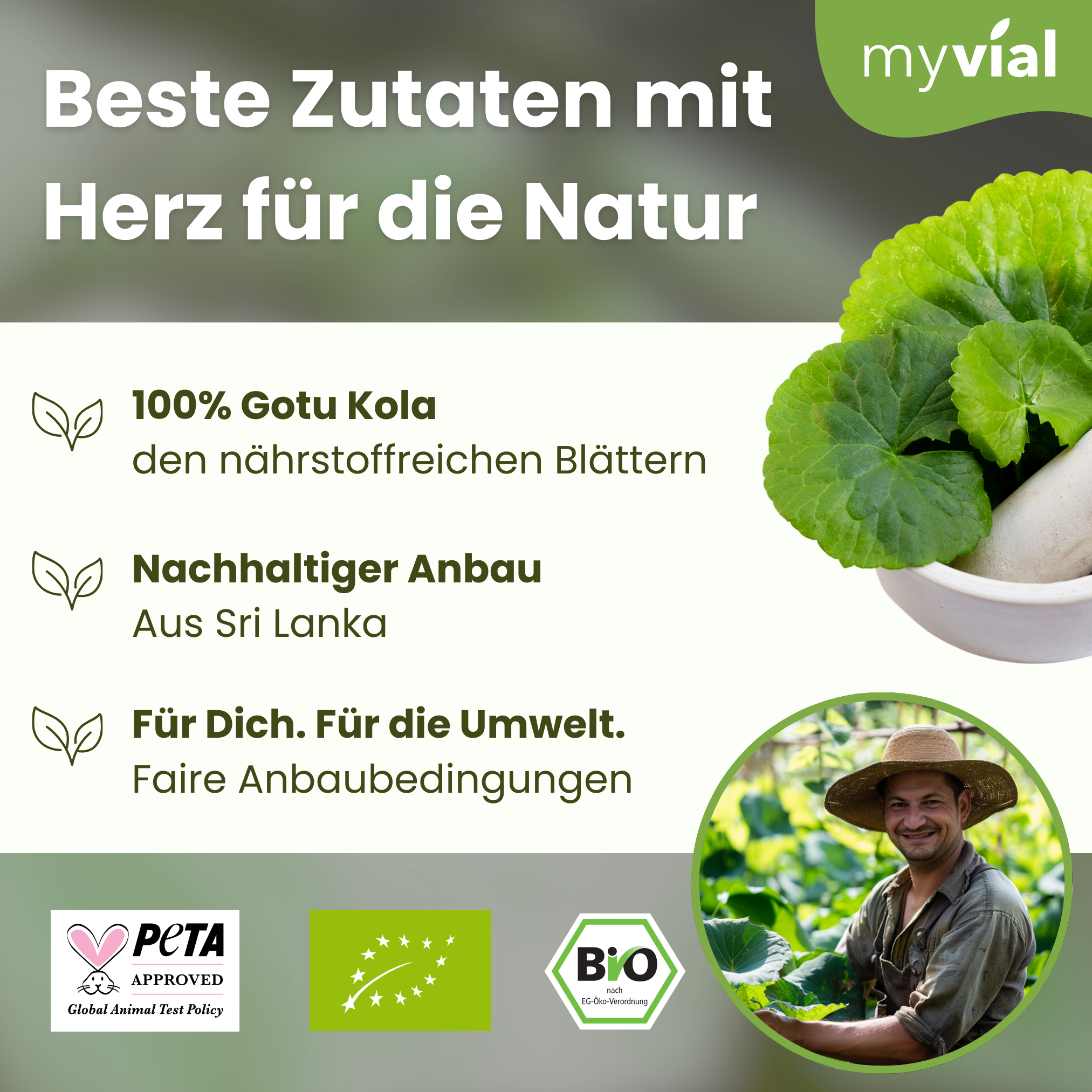 Organic Gotu Kola Powder